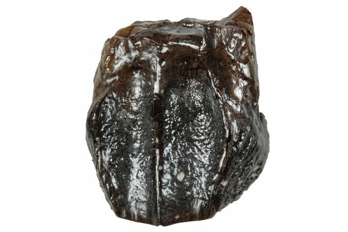 Fossil Dinosaur (Triceratops) Tooth - Wyoming #263415